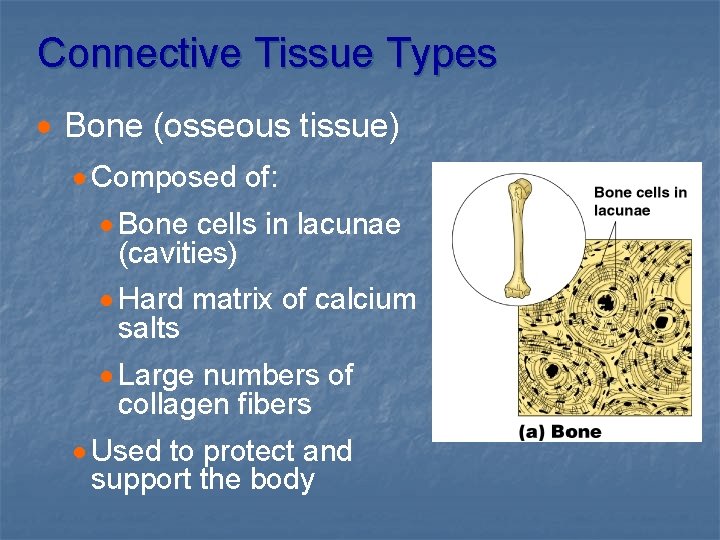Connective Tissue Types · Bone (osseous tissue) · Composed of: · Bone cells in