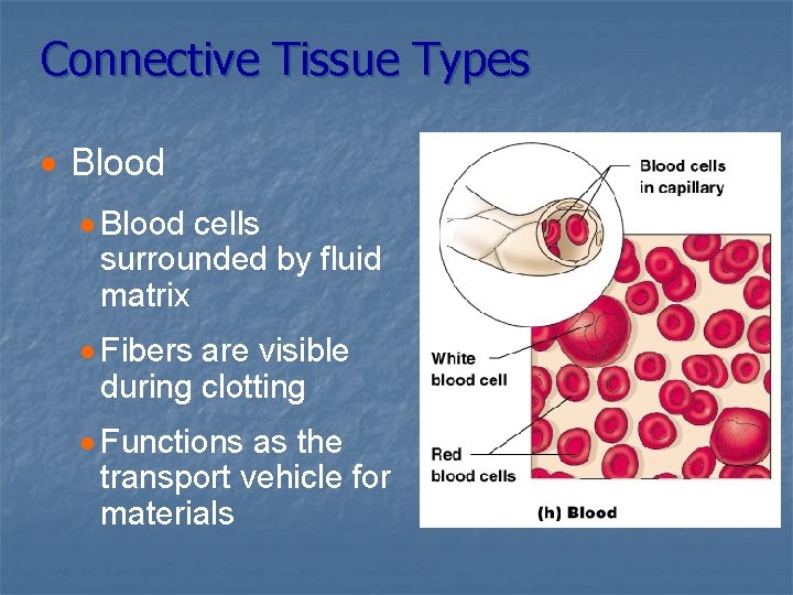 Connective Tissue Types · Blood cells surrounded by fluid matrix · Fibers are visible
