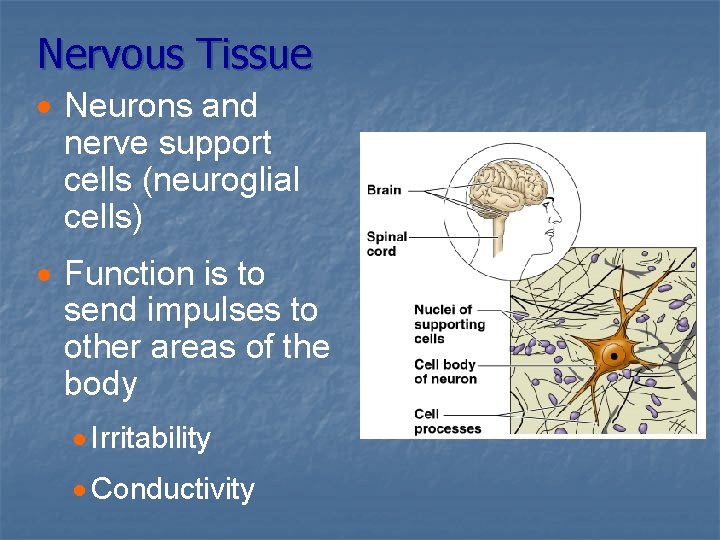 Nervous Tissue · Neurons and nerve support cells (neuroglial cells) · Function is to