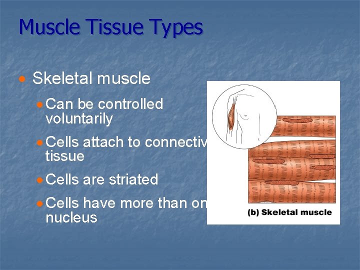 Muscle Tissue Types · Skeletal muscle · Can be controlled voluntarily · Cells attach
