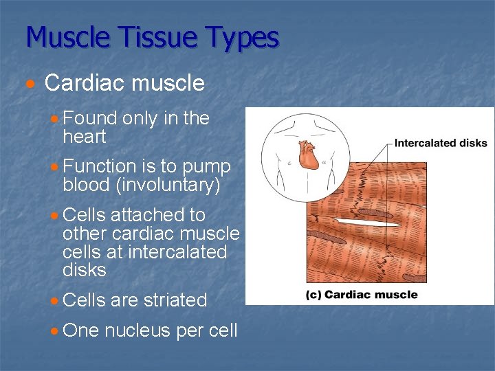 Muscle Tissue Types · Cardiac muscle · Found only in the heart · Function