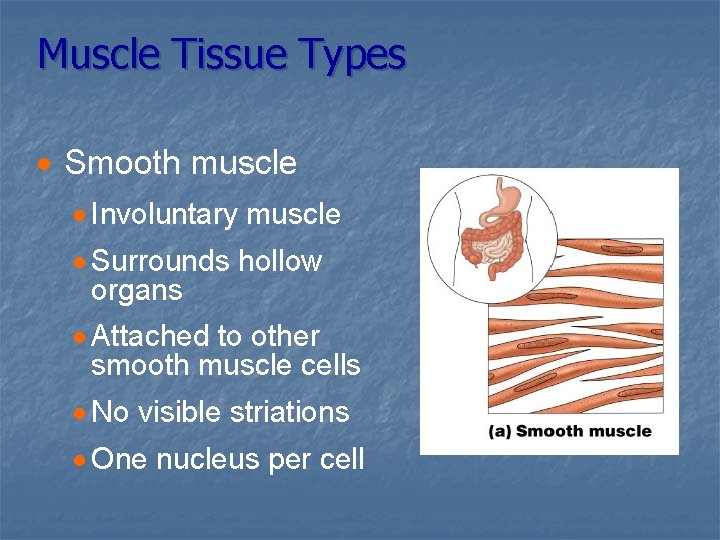 Muscle Tissue Types · Smooth muscle · Involuntary muscle · Surrounds hollow organs ·