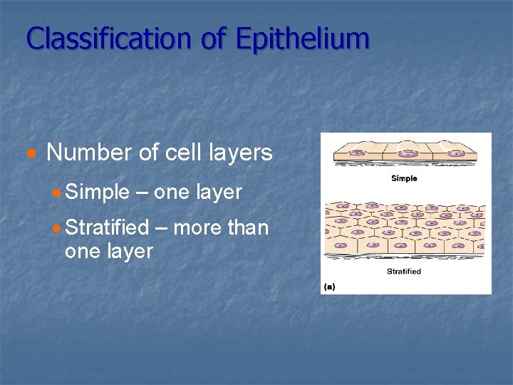 Classification of Epithelium · Number of cell layers · Simple – one layer ·