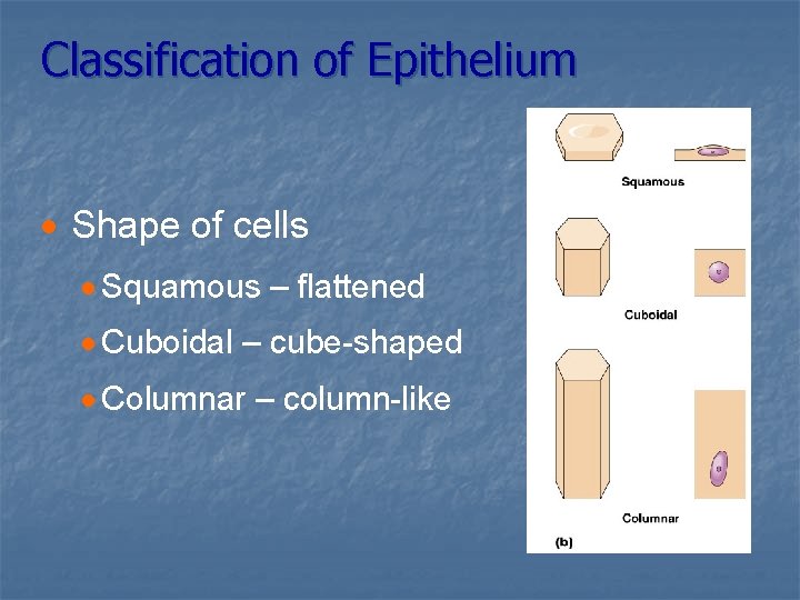 Classification of Epithelium · Shape of cells · Squamous – flattened · Cuboidal –