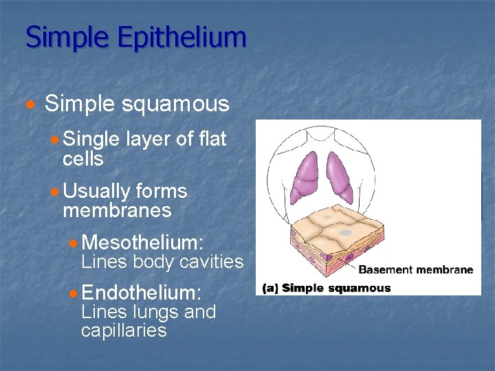 Simple Epithelium · Simple squamous · Single layer of flat cells · Usually forms