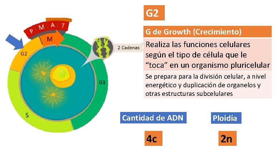 G 2 G de Growth (Crecimiento) Realiza las funciones celulares según el tipo de