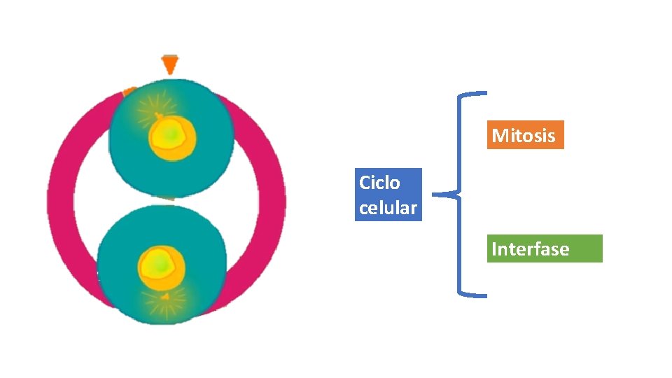 Mitosis Ciclo celular Interfase 