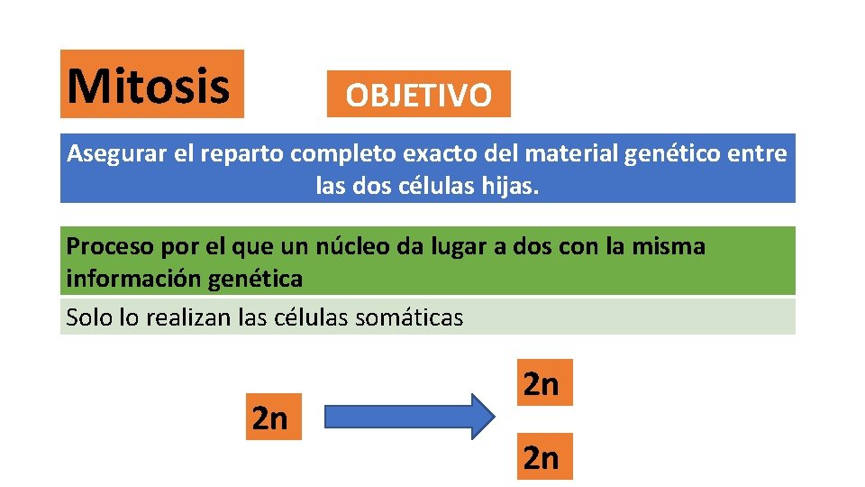 Mitosis OBJETIVO Asegurar el reparto completo exacto del material genético entre las dos células