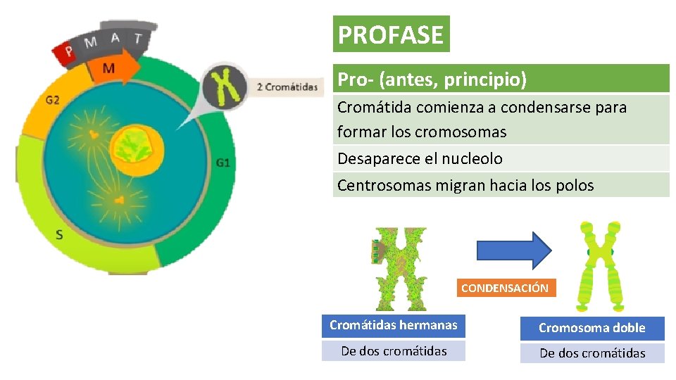 PROFASE Pro- (antes, principio) Cromátida comienza a condensarse para formar los cromosomas Desaparece el