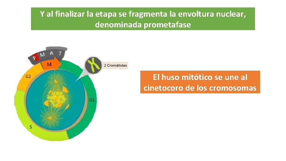Y al finalizar la etapa se fragmenta la envoltura nuclear, denominada prometafase El huso