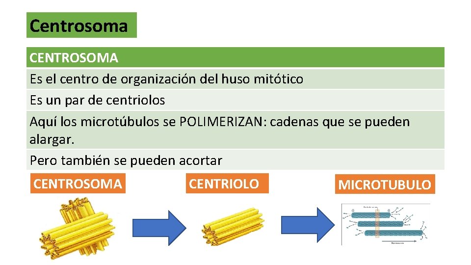 Centrosoma CENTROSOMA Es el centro de organización del huso mitótico Es un par de
