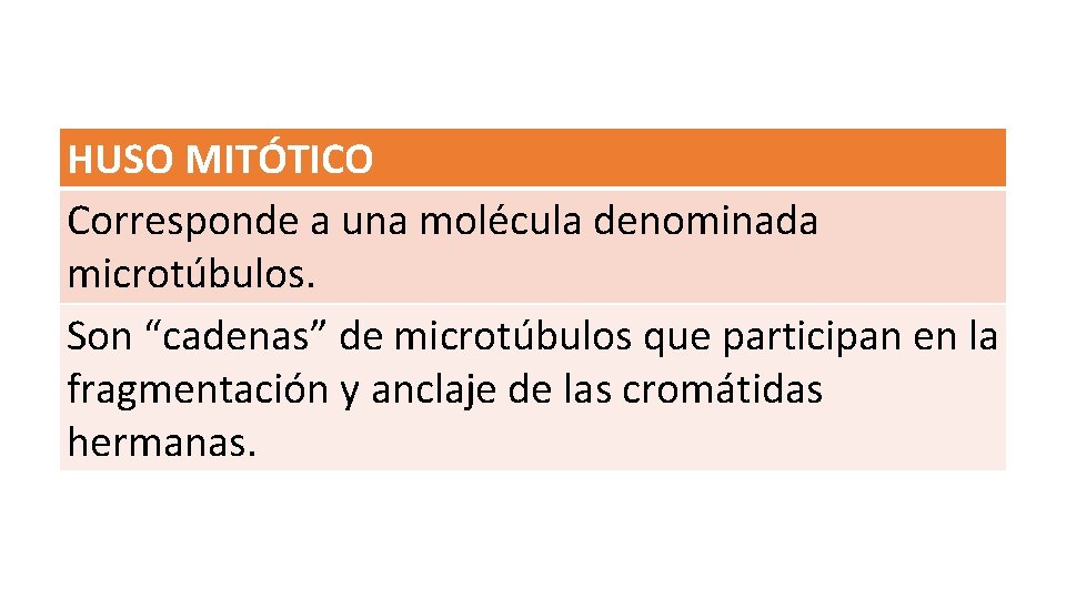 HUSO MITÓTICO Corresponde a una molécula denominada microtúbulos. Son “cadenas” de microtúbulos que participan