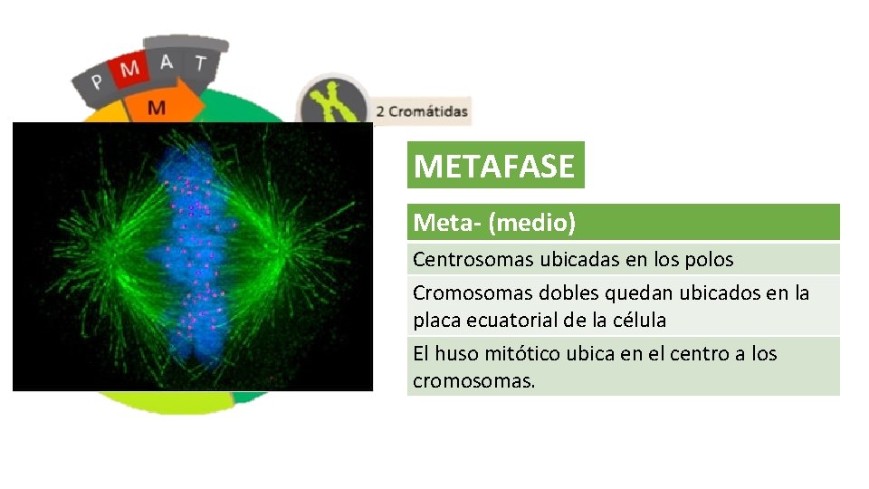 METAFASE Meta- (medio) Centrosomas ubicadas en los polos Cromosomas dobles quedan ubicados en la