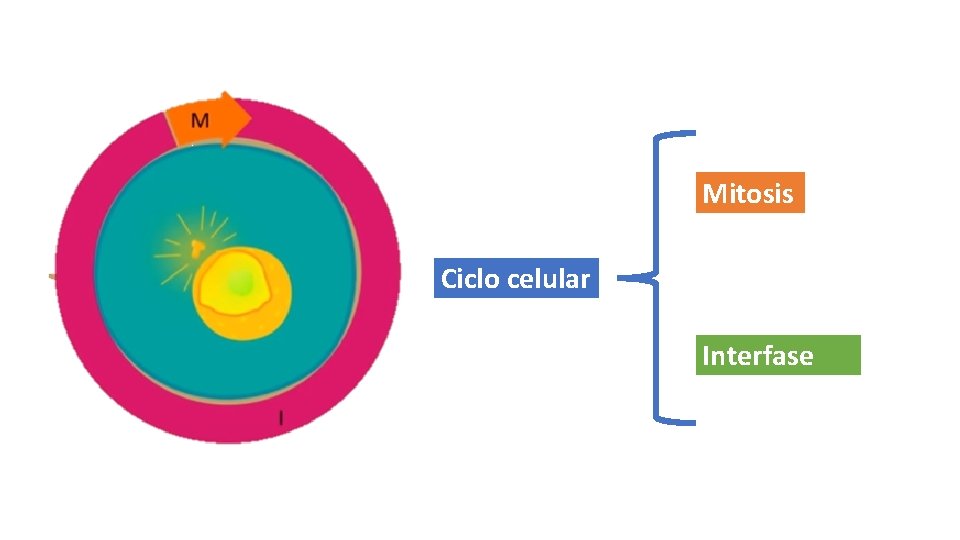Mitosis Ciclo celular Interfase 