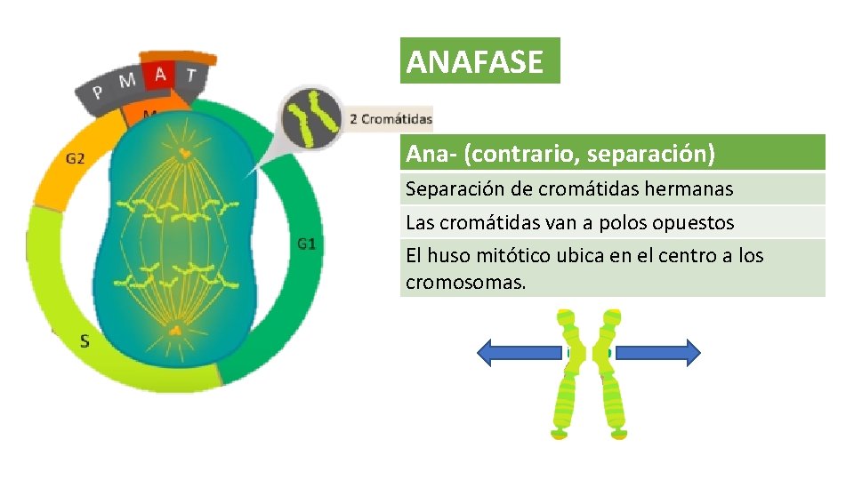ANAFASE Ana- (contrario, separación) Separación de cromátidas hermanas Las cromátidas van a polos opuestos