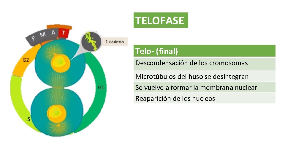 TELOFASE Telo- (final) Descondensación de los cromosomas Microtúbulos del huso se desintegran Se vuelve