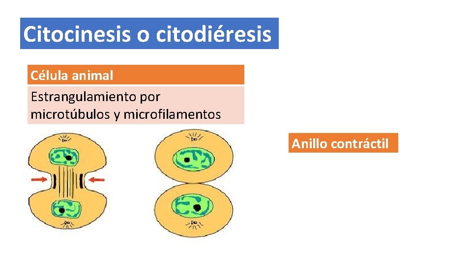 Citocinesis o citodiéresis Célula animal Estrangulamiento por microtúbulos y microfilamentos Anillo contráctil 
