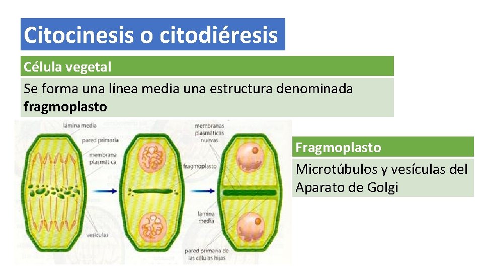 Citocinesis o citodiéresis Célula vegetal Se forma una línea media una estructura denominada fragmoplasto