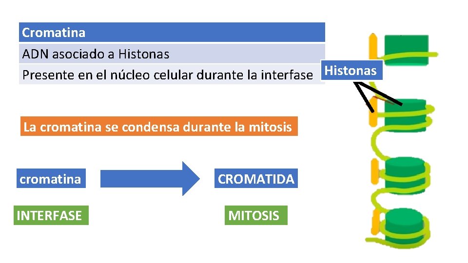 Cromatina ADN asociado a Histonas Presente en el núcleo celular durante la interfase Histonas