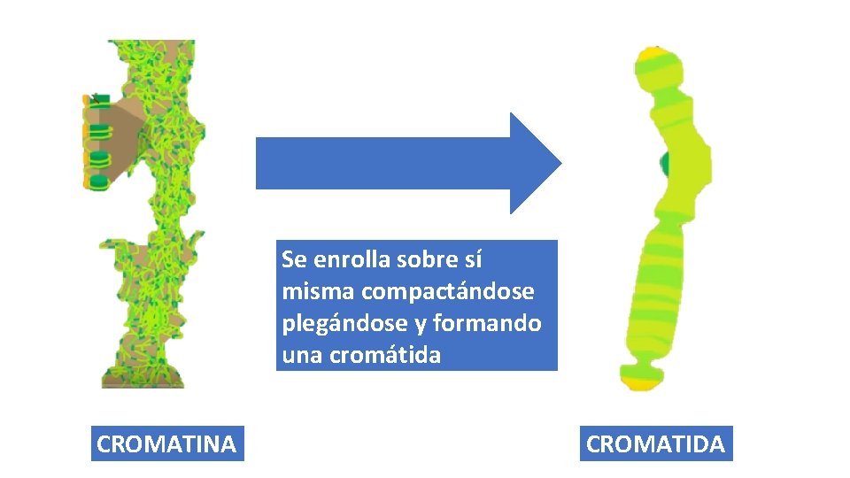 Se enrolla sobre sí misma compactándose plegándose y formando una cromátida CROMATINA CROMATIDA 