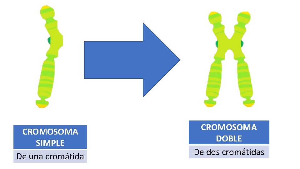 CROMOSOMA SIMPLE De una cromátida CROMOSOMA DOBLE De dos cromátidas 
