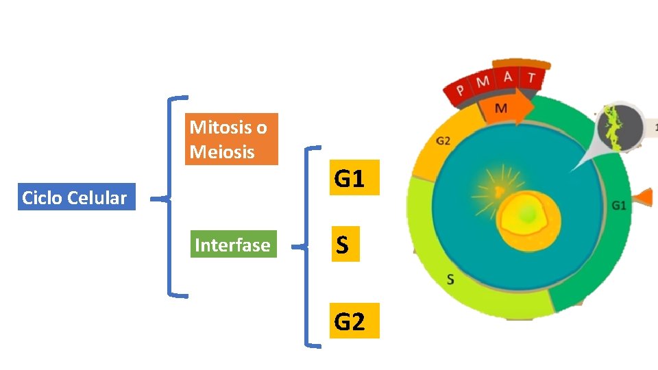 Mitosis o Meiosis Ciclo Celular Interfase G 1 S G 2 