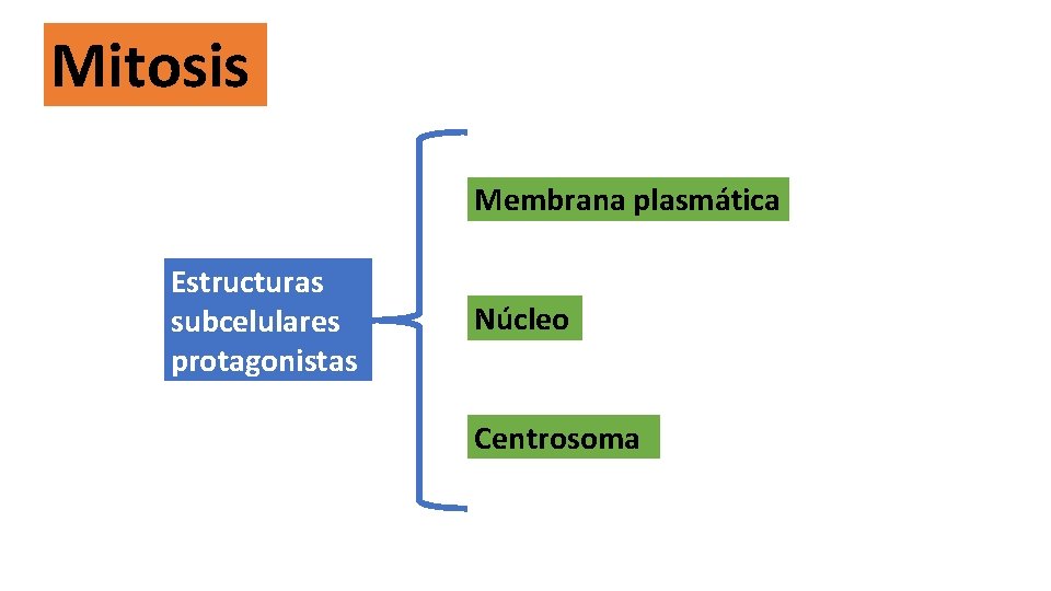 Mitosis Membrana plasmática Estructuras subcelulares protagonistas Núcleo Centrosoma 