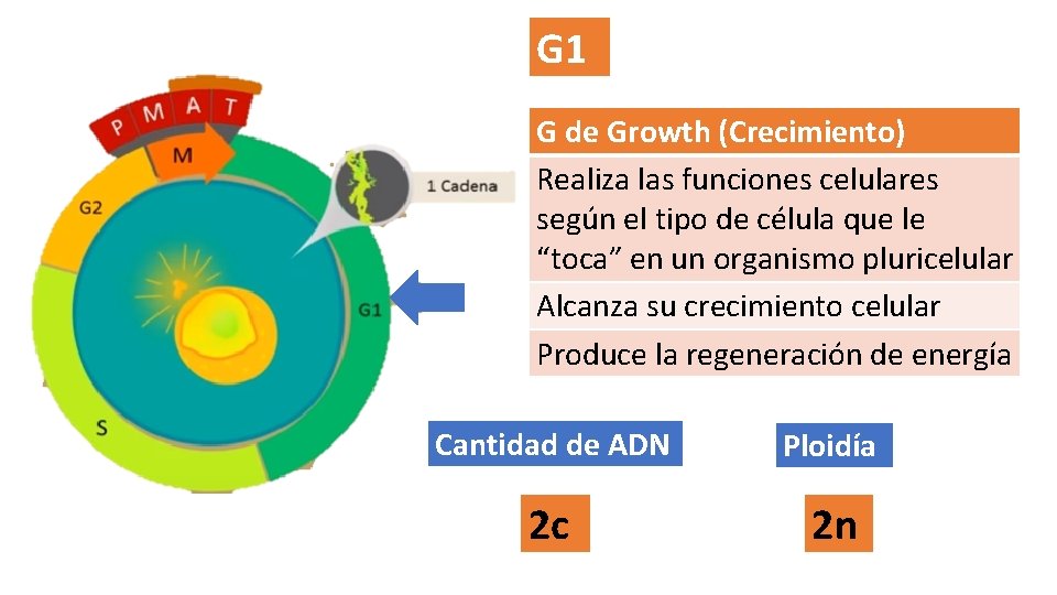 G 1 G de Growth (Crecimiento) Realiza las funciones celulares según el tipo de