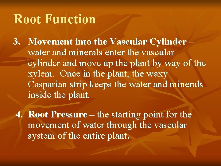 Root Function 3. Movement into the Vascular Cylinder – water and minerals enter the