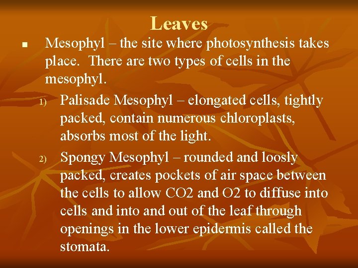 Leaves n Mesophyl – the site where photosynthesis takes place. There are two types