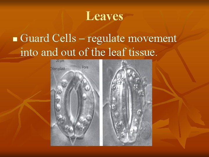 Leaves n Guard Cells – regulate movement into and out of the leaf tissue.