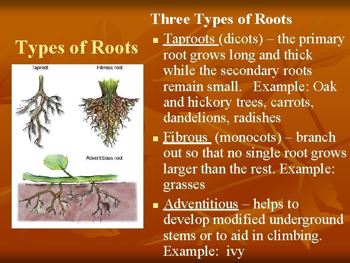 Three Types of Roots Taproots (dicots) – the primary root grows long and thick