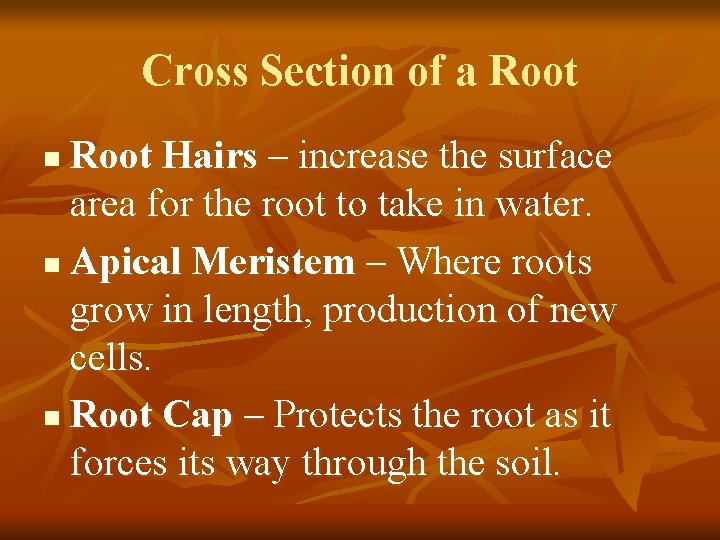 Cross Section of a Root Hairs – increase the surface area for the root