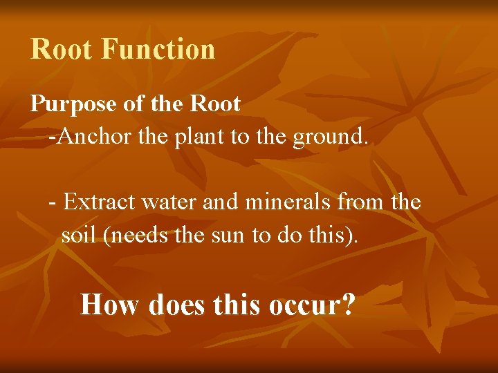 Root Function Purpose of the Root -Anchor the plant to the ground. - Extract