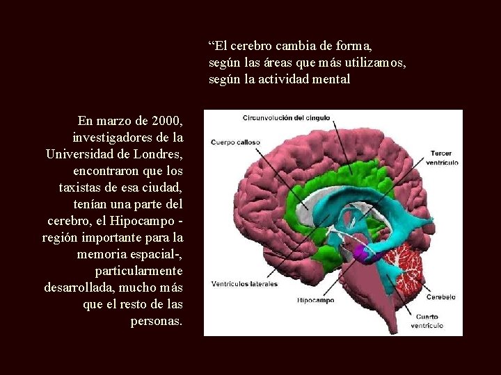 “El cerebro cambia de forma, según las áreas que más utilizamos, según la actividad