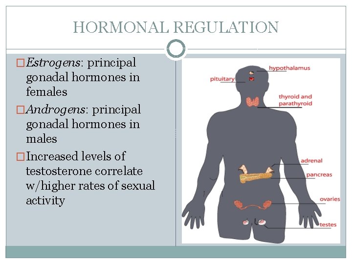 HORMONAL REGULATION �Estrogens: principal gonadal hormones in females �Androgens: principal gonadal hormones in males
