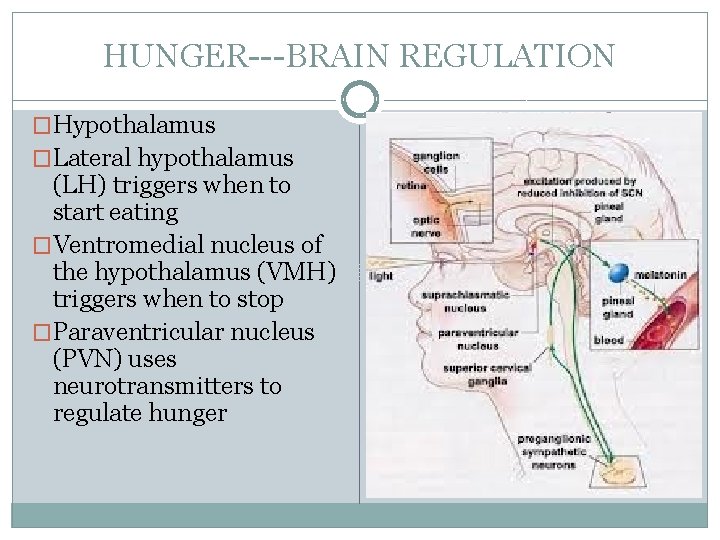 HUNGER---BRAIN REGULATION �Hypothalamus �Lateral hypothalamus (LH) triggers when to start eating �Ventromedial nucleus of