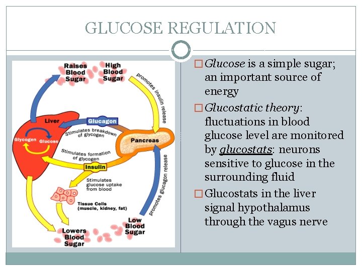 GLUCOSE REGULATION � Glucose is a simple sugar; an important source of energy �