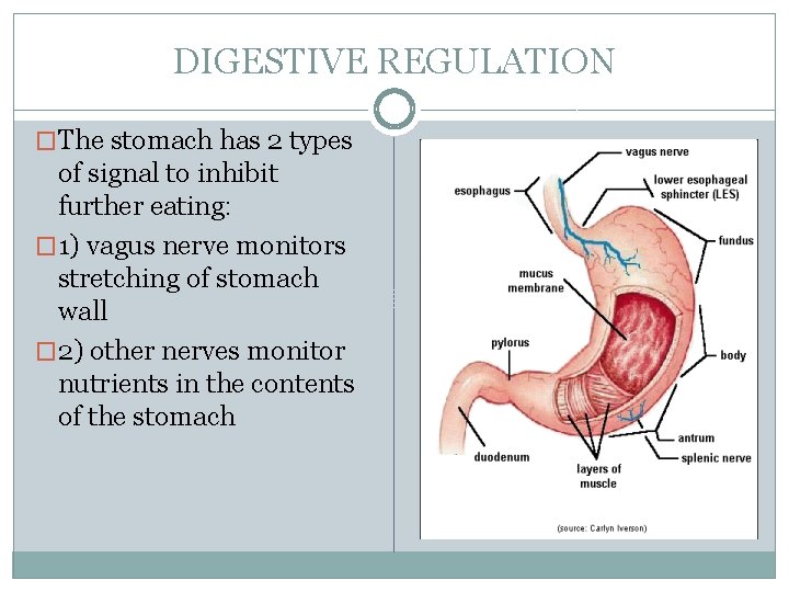 DIGESTIVE REGULATION �The stomach has 2 types of signal to inhibit further eating: �