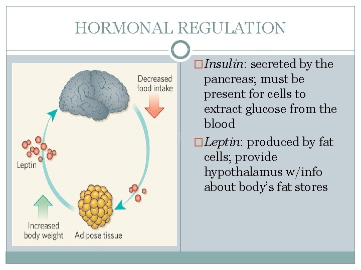 HORMONAL REGULATION �Insulin: secreted by the pancreas; must be present for cells to extract