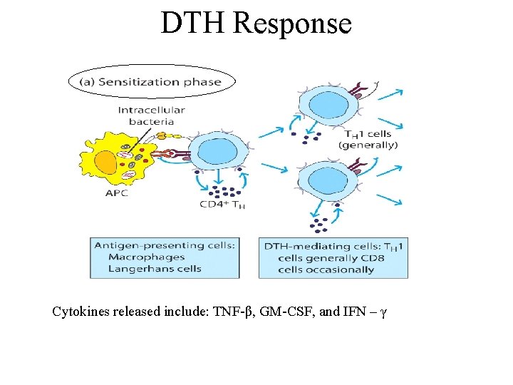 DTH Response Cytokines released include: TNF-β, GM-CSF, and IFN – γ 