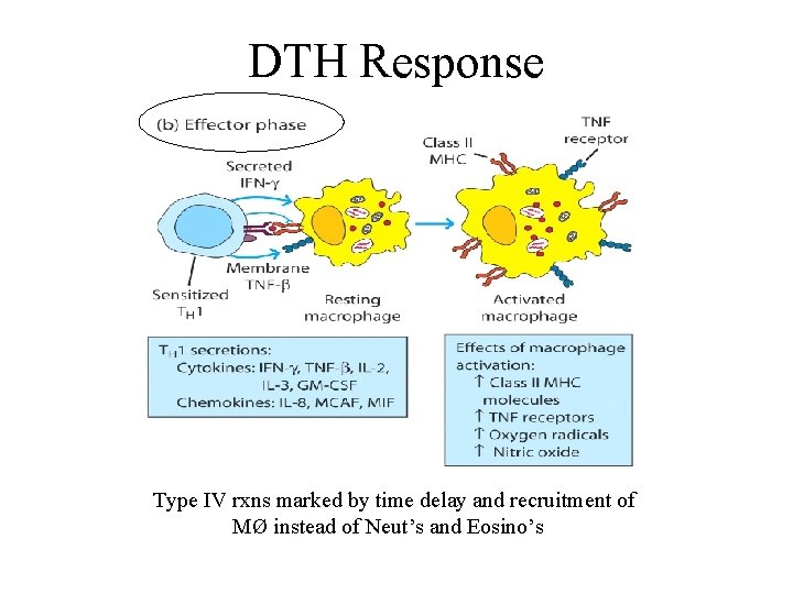 DTH Response Type IV rxns marked by time delay and recruitment of MØ instead