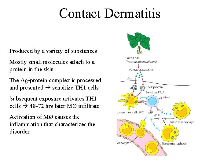 Contact Dermatitis Produced by a variety of substances Mostly small molecules attach to a