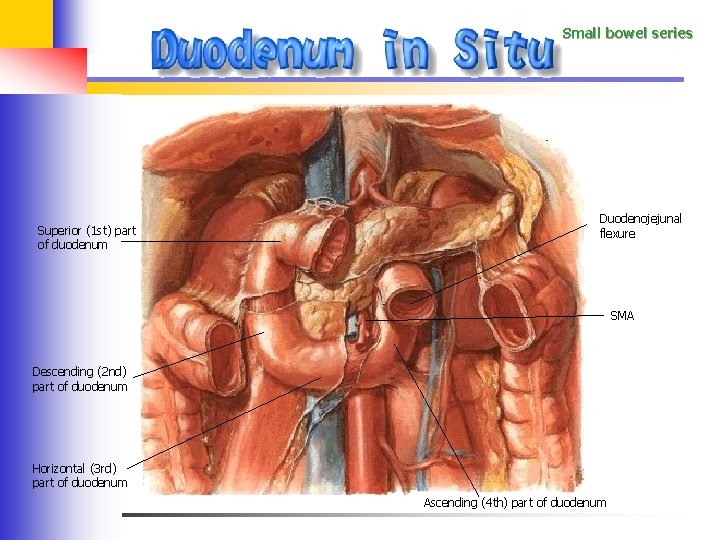 Small bowel series Superior (1 st) part of duodenum Duodenojejunal flexure SMA Descending (2