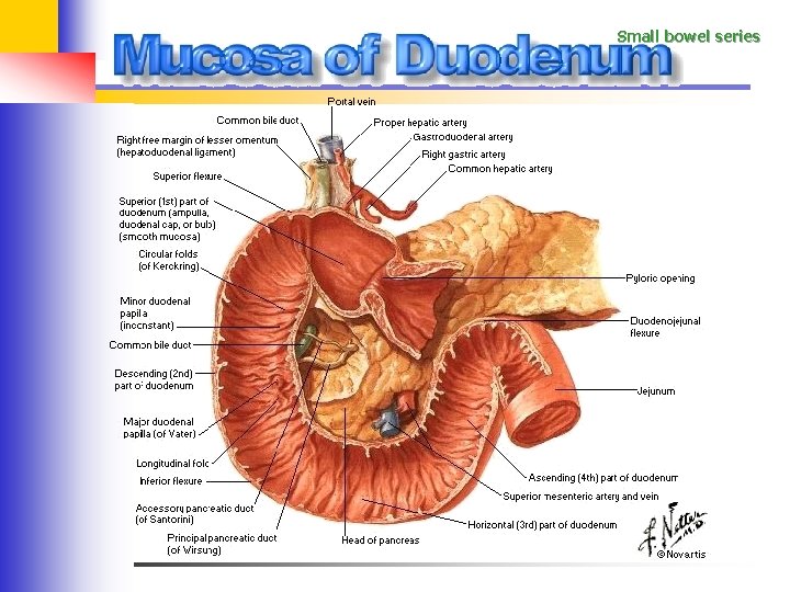 Small bowel series 