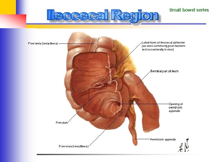 Small bowel series 