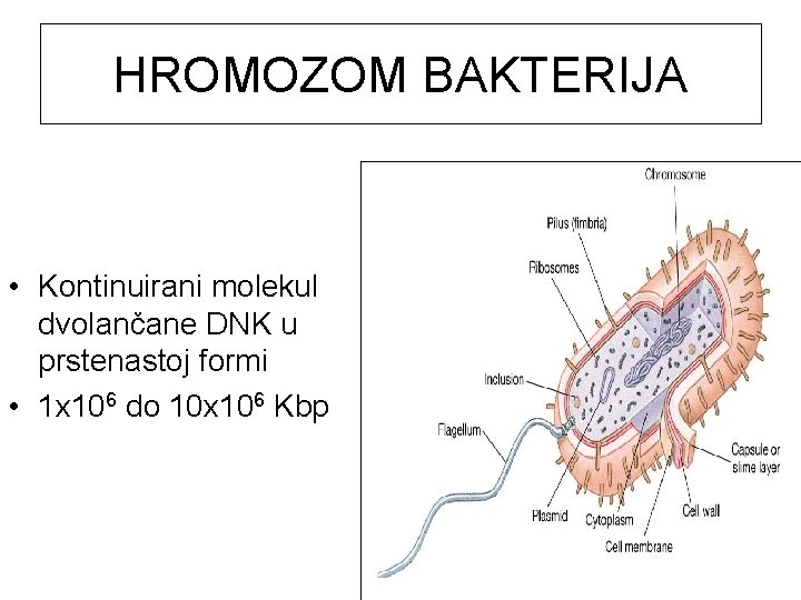 HROMOZOM BAKTERIJA • Kontinuirani molekul dvolančane DNK u prstenastoj formi • 1 x 106