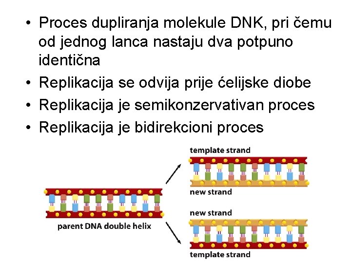  • Proces dupliranja molekule DNK, pri čemu od jednog lanca nastaju dva potpuno