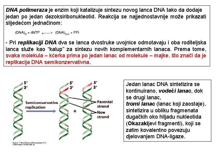 DNA polimeraza je enzim koji katalizuje sintezu novog lanca DNA tako da dodaje jedan