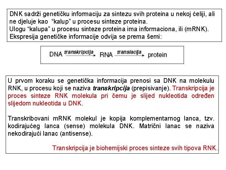 DNK sadrži genetičku informaciju za sintezu svih proteina u nekoj ćeliji, ali ne djeluje